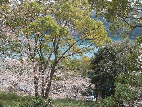 西海橋の桜