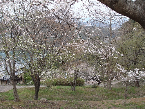 西海橋の桜