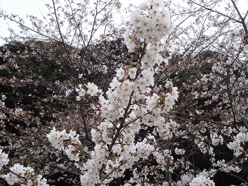 西海橋の桜