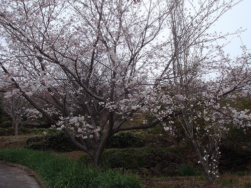 四本堂公園の桜