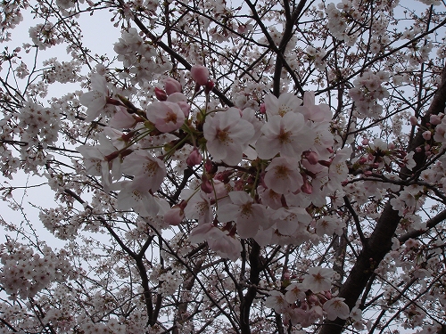 四本堂公園の桜