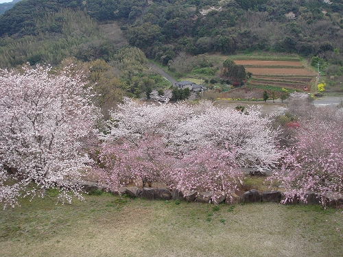 四本堂公園の桜