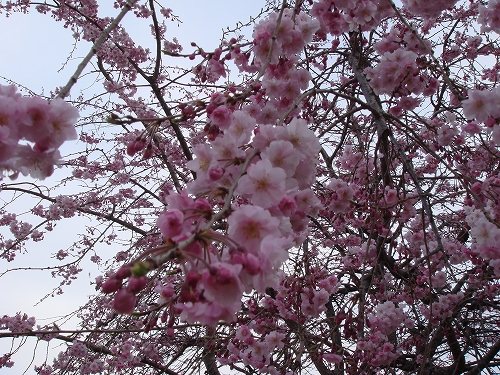 四本堂公園の桜