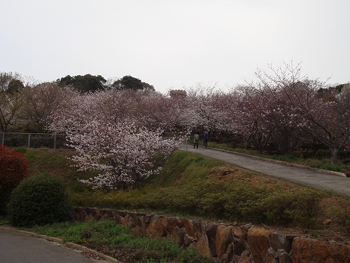 四本堂公園の桜