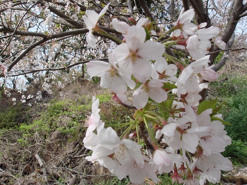 四本堂公園