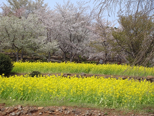 四本堂公園