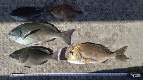 大瀬戸 カキ瀬 釣果