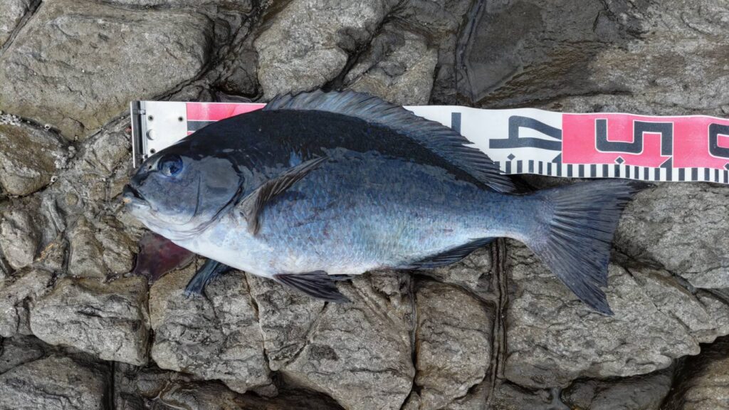 【大瀬戸釣行記】カキ瀬で仕留めた48cmの寒グロ！全遊動での会心の一撃