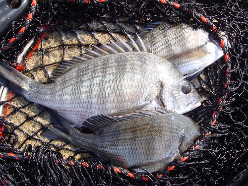 ひさびさに大村湾 恵比寿港でチヌ狙いです