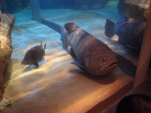 九十九島水族館「海きらら」